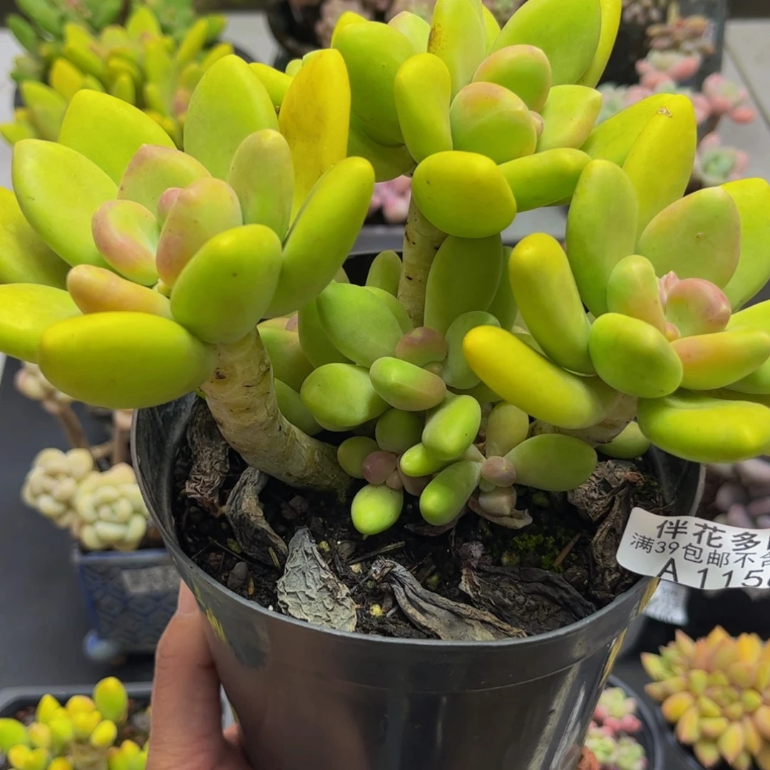 1158芒果奶15cm多肉