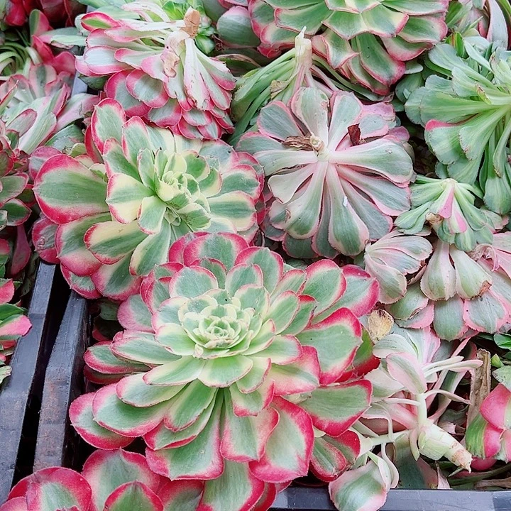 玉芙蓉带崽多肉植物大战