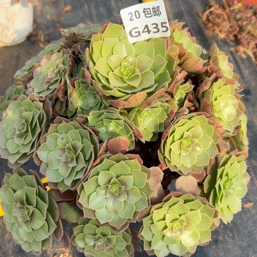 435沙拉碗，多肉法师