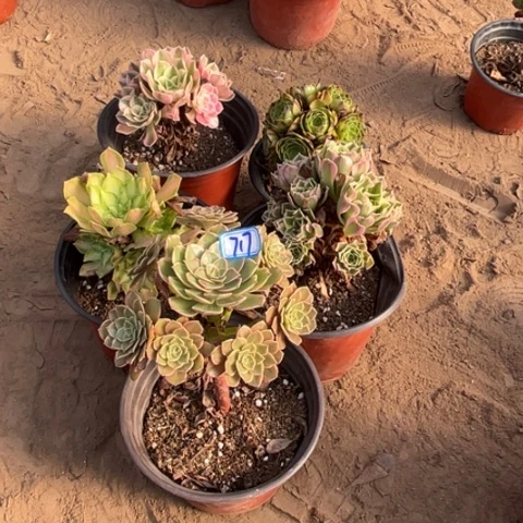 717多肉植物组合，