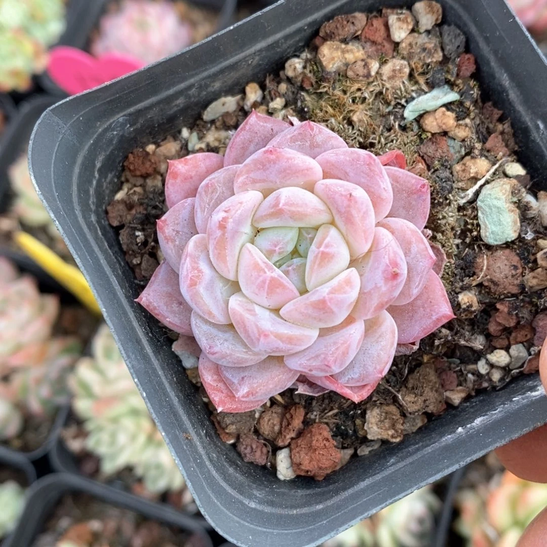 精品多肉一物一拍不包整421