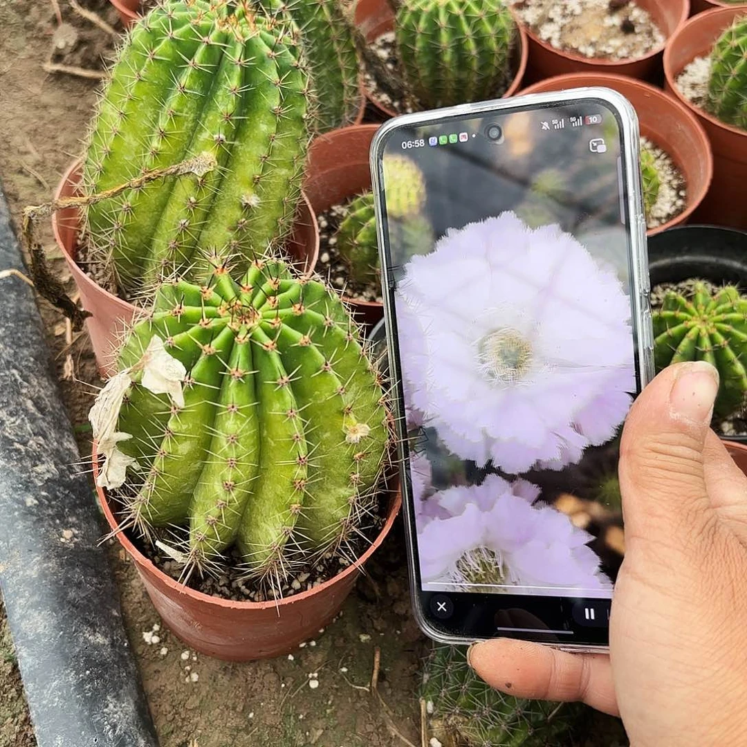 冰可可大球有根八公分左右