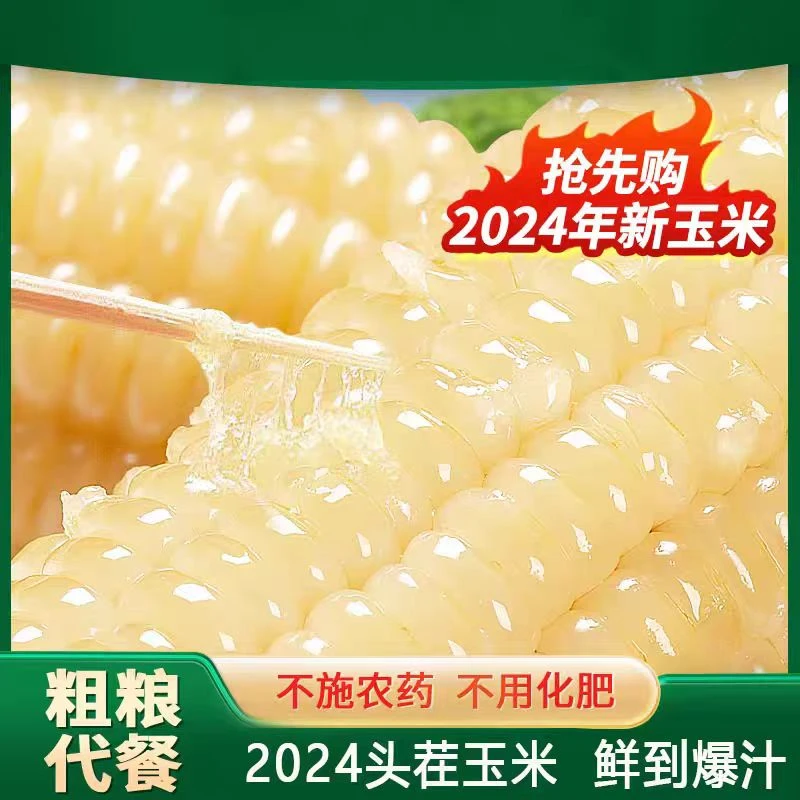 24年东北白甜粘糯一箱12根 .两根试吃整箱7.5-8斤
