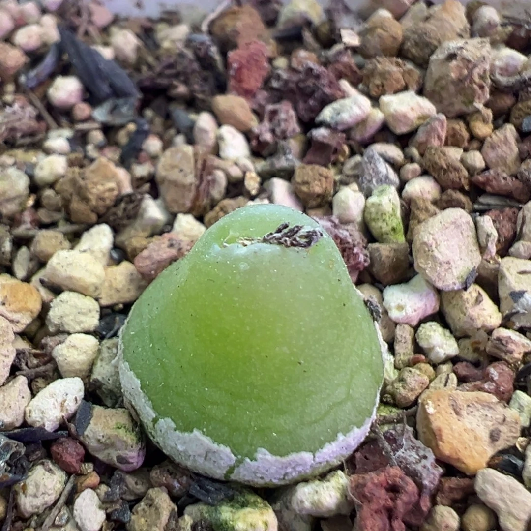 大葫芦母本。肉锥植物