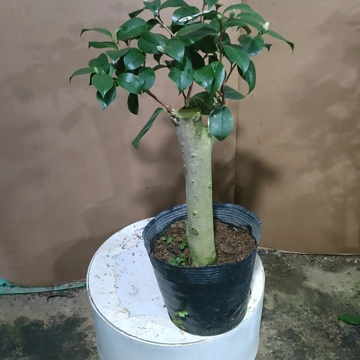 757不知名，原盆原土发货，不包邮