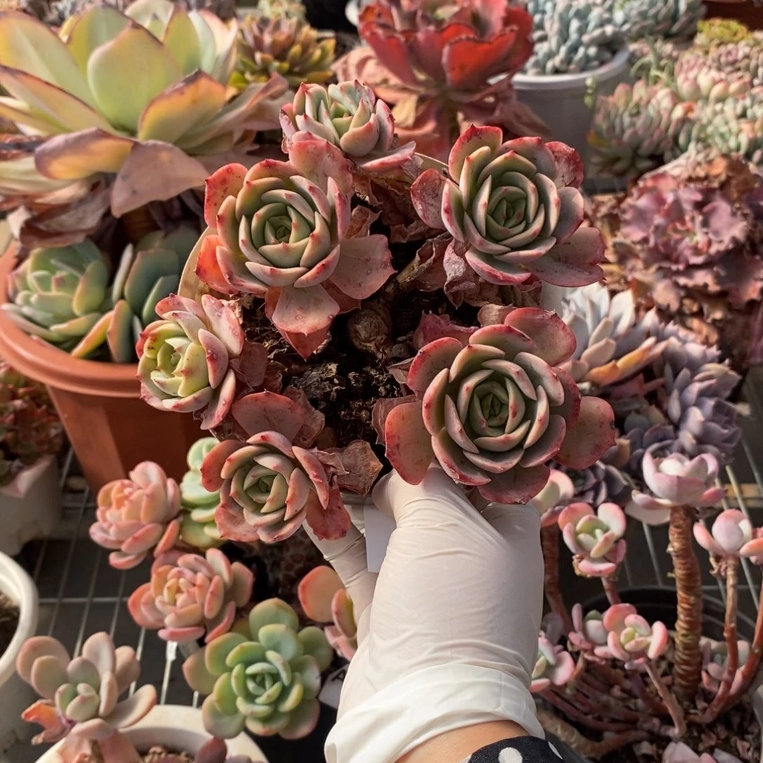 650白雪公主一物一拍