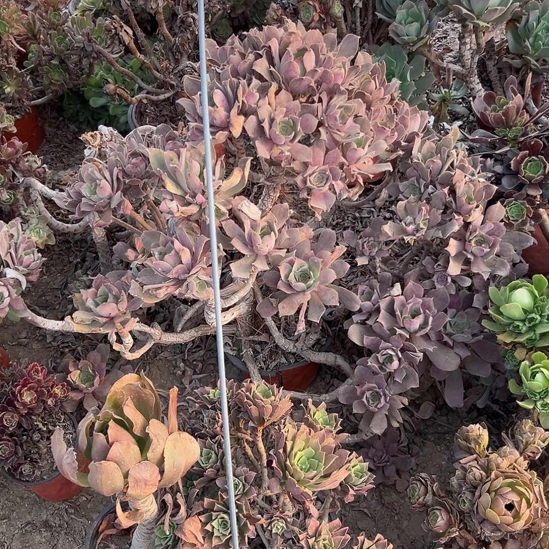 多肉植物粉仙桃老庄