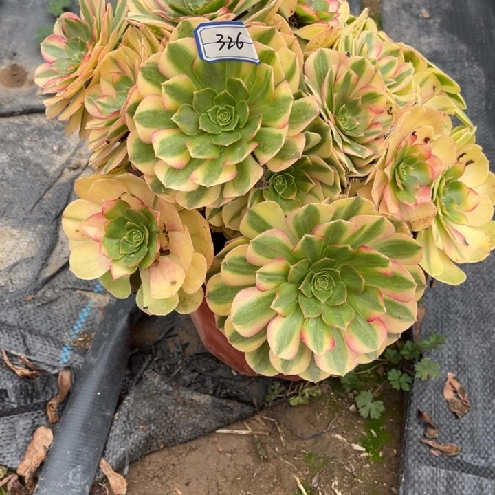 326雨荷多肉植物法师
