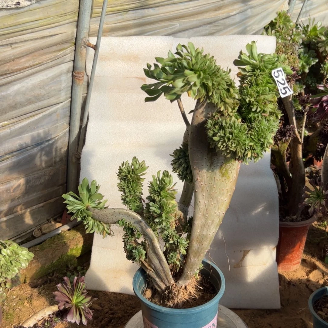 原始绿有伤525高度43厘米