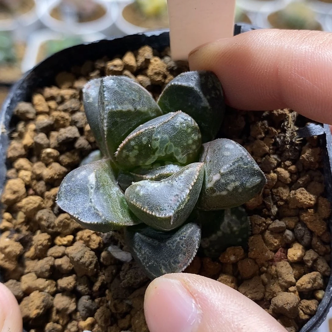 小*178虎克哈哈哈哈哈哈哈