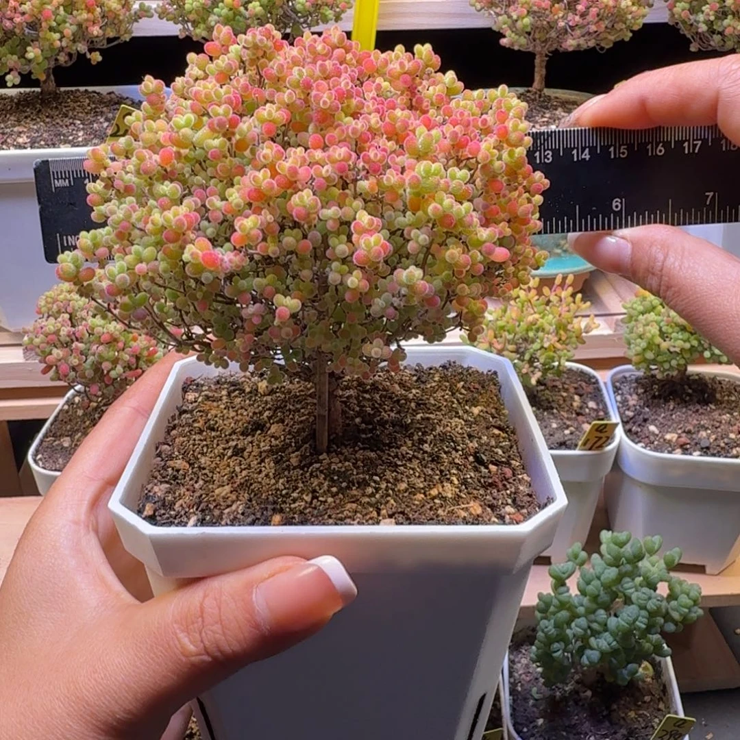 a275号蜜橘冠服12厘米左右