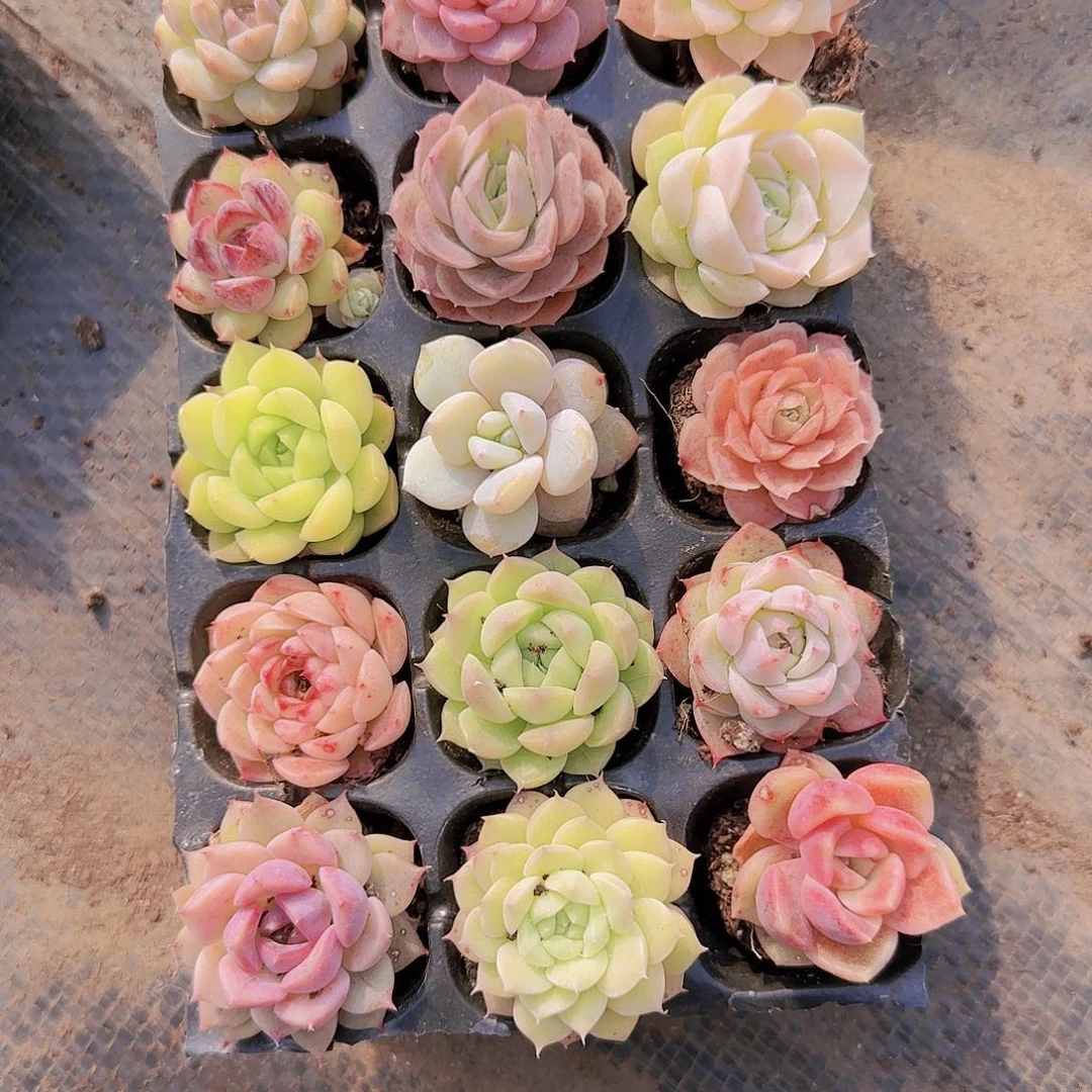 新品15颗优选量拍