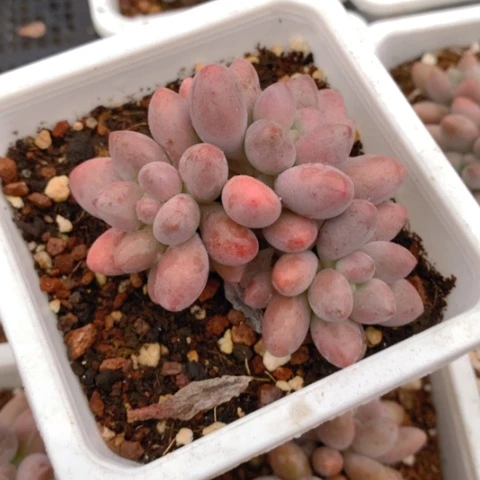 桃花奶。