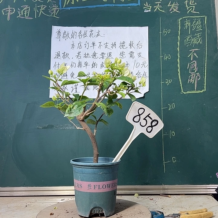 当前无花栽培后可以开花