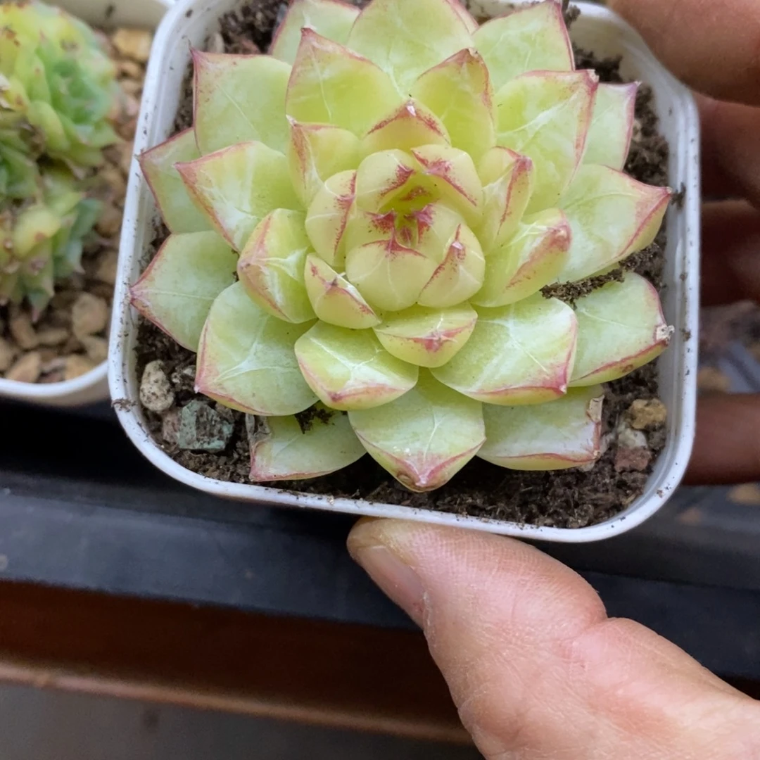 精品多肉一物一拍不包整40