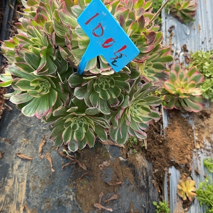 夜***星1005海王多肉哦哦哦哦哦哦