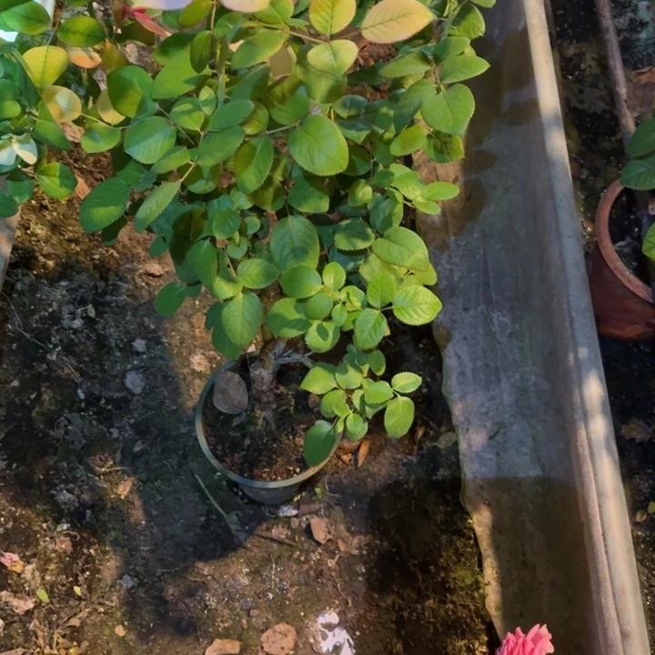 无花朵玫昂粉一加仑