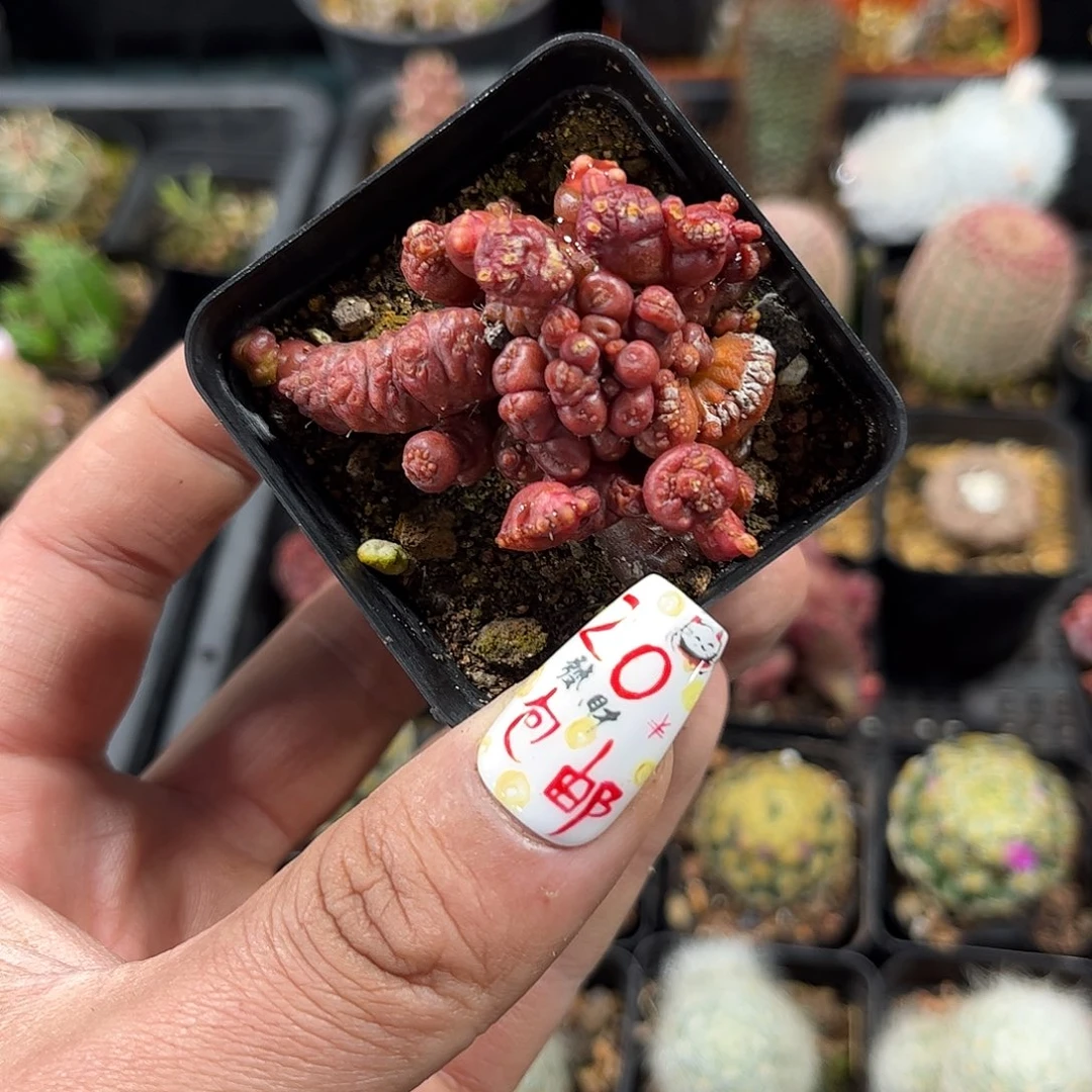 高沙石化单头发货有根