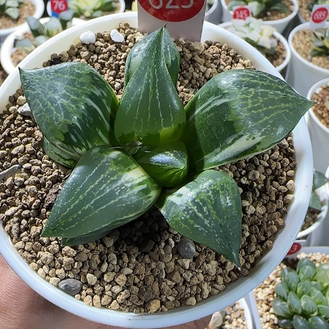 625号正康平锦6.6左右一物一拍带盆土