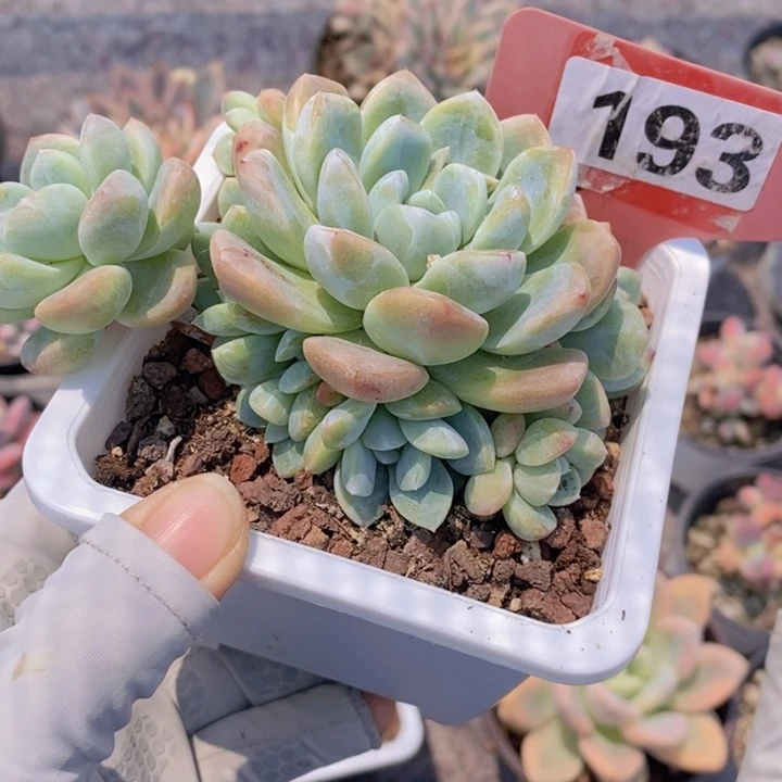 193翡翠冰玉12头111111