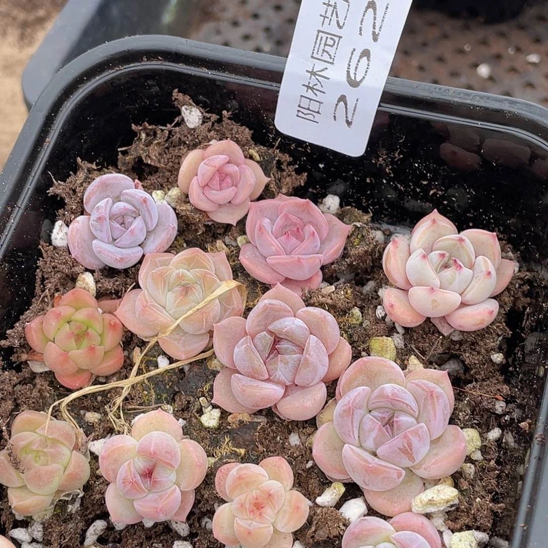 多肉植物多肉植物262