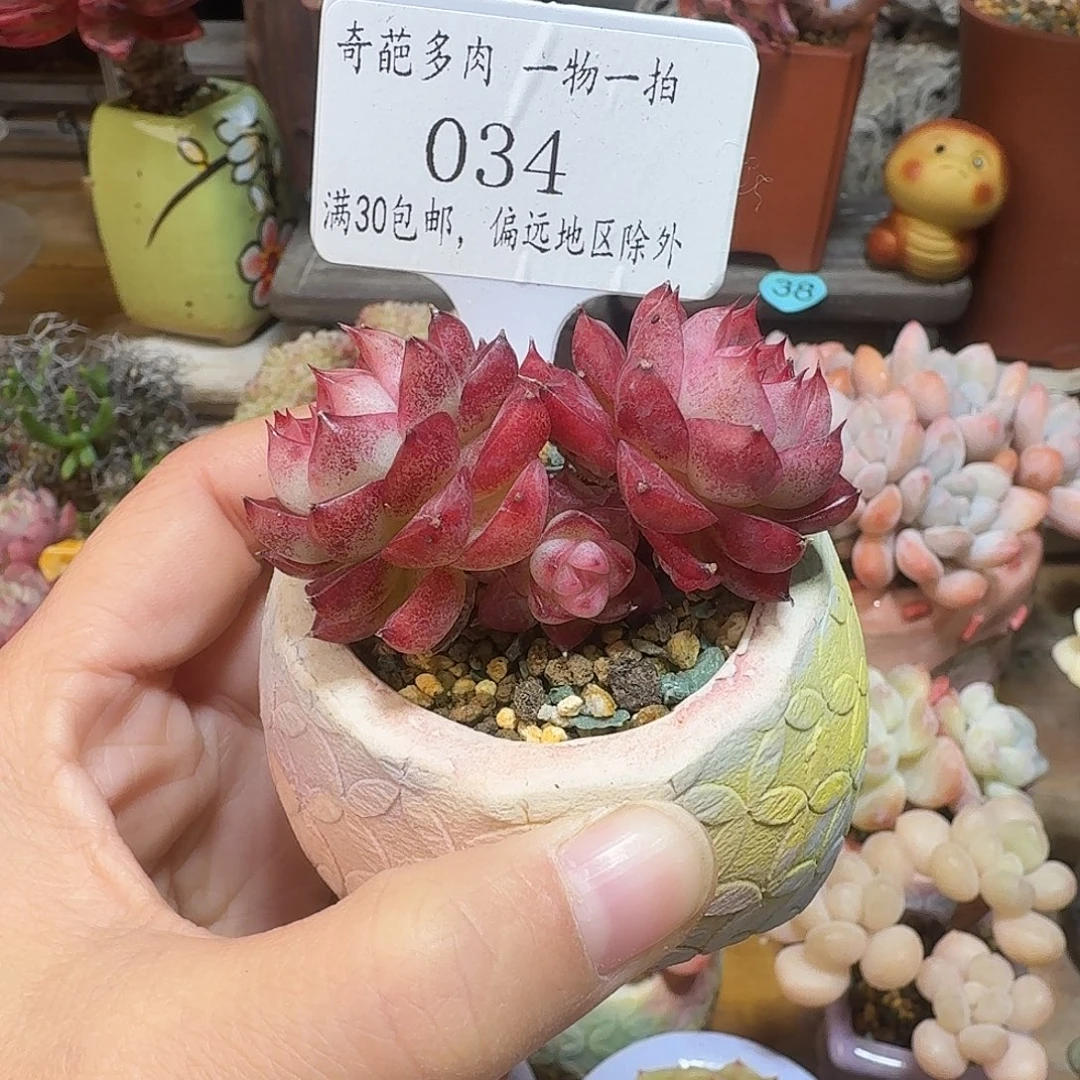 034 多肉含盆土 30元包邮非偏远