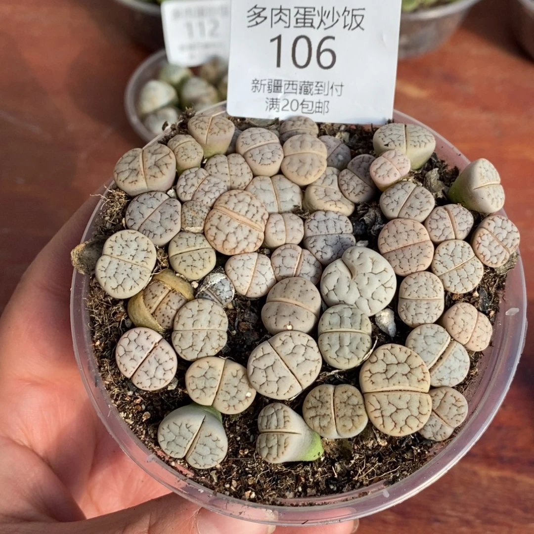 感谢您的支持，00106