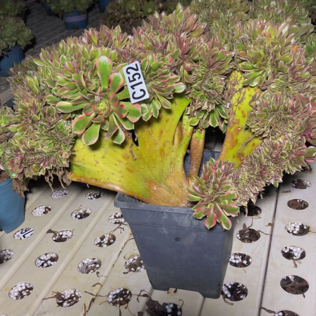 女神法师7/////16包邮