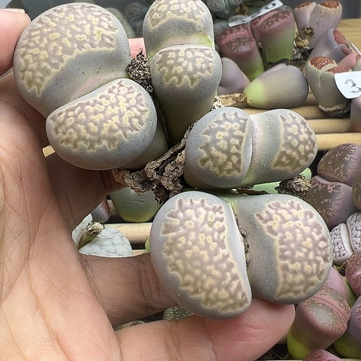 376根很短福利清11111111