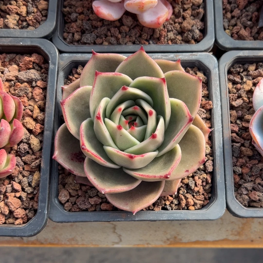 多肉单头猩猩【非偏远满18包邮】