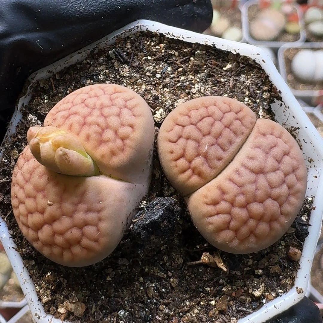 生石花1111112。  275