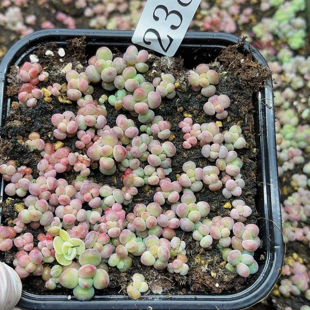 多肉植物多肉植物238