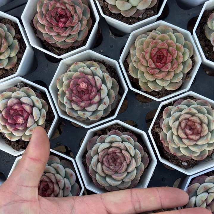 葡萄珍妮一颗量拍多肉满20包邮下午发