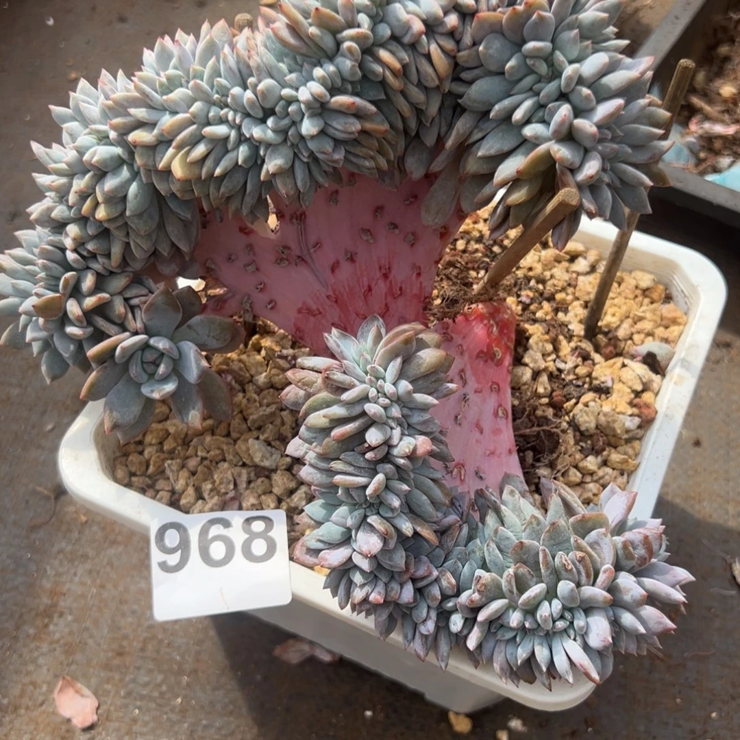 968橙梦露橙梦露橙梦露