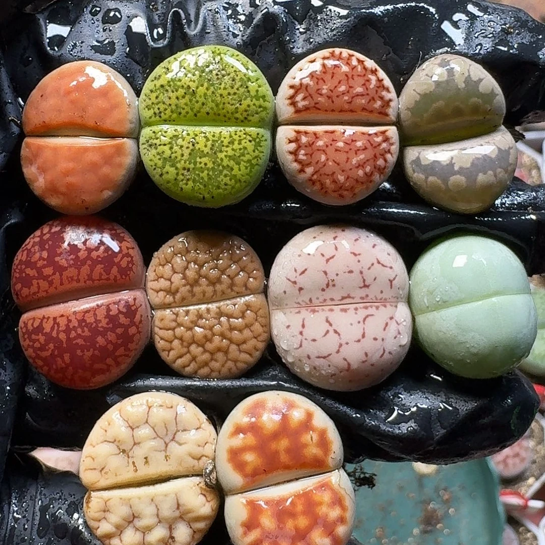 生石花111111。   120