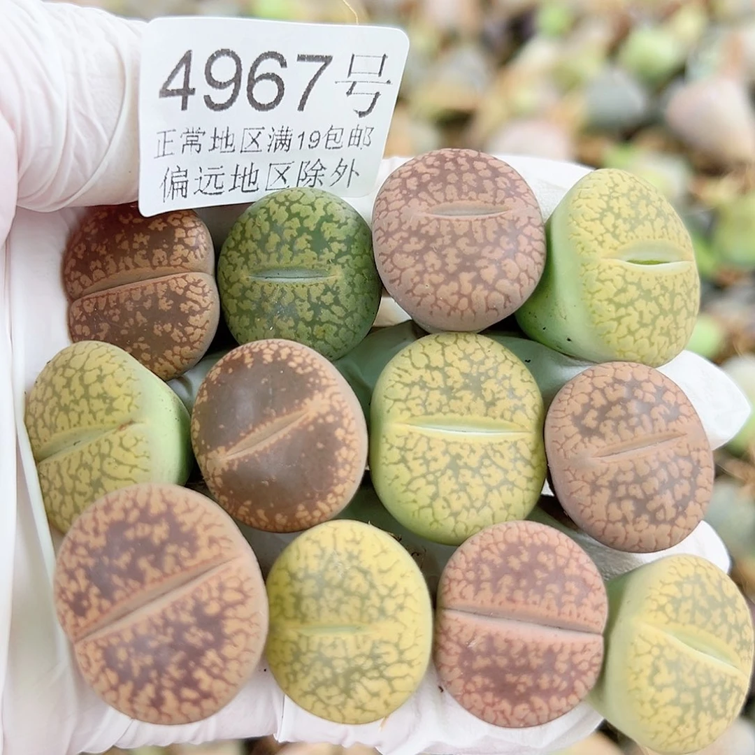 4967 好养易活生石花大母本12个2cm左右