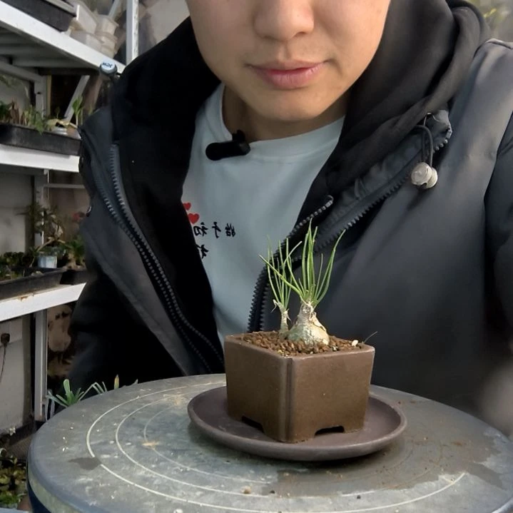 雨小盆景小植物一物一拍459