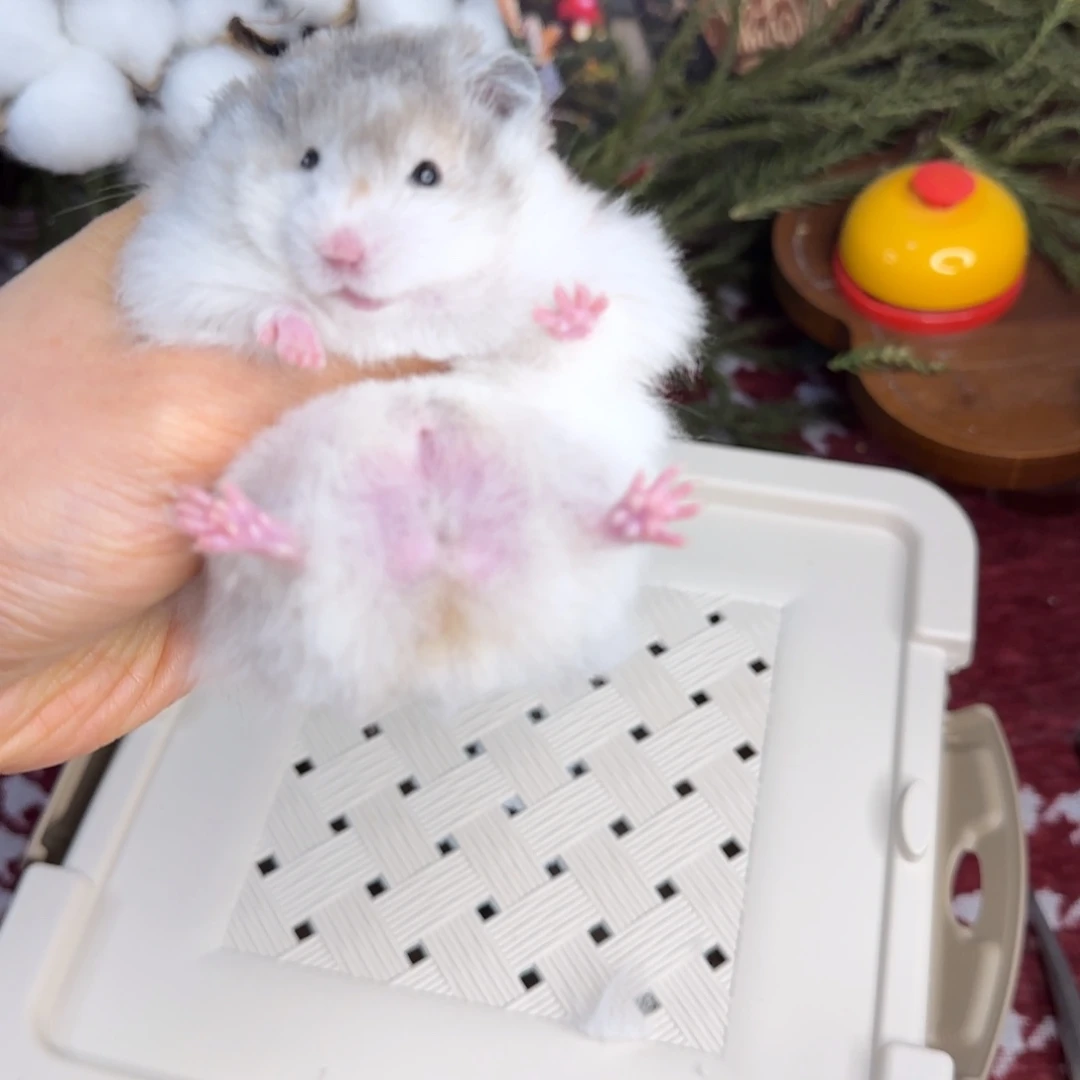 火波弟弟12.02生日