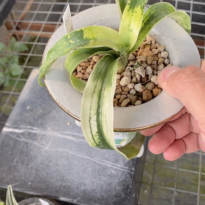 植***悟无花朵djdjjdjdjdjdjsjsjsjsjs