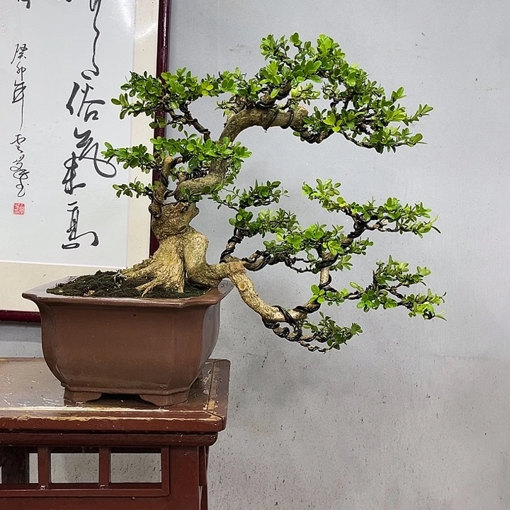 金山盆景园张金山作品
