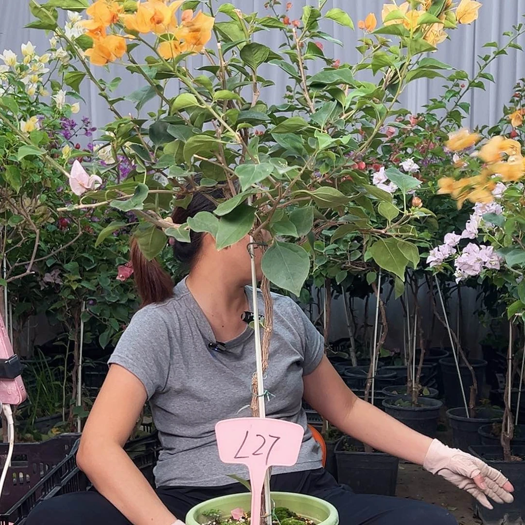 豌***妹大部分花苞少量开放L27金色光辉