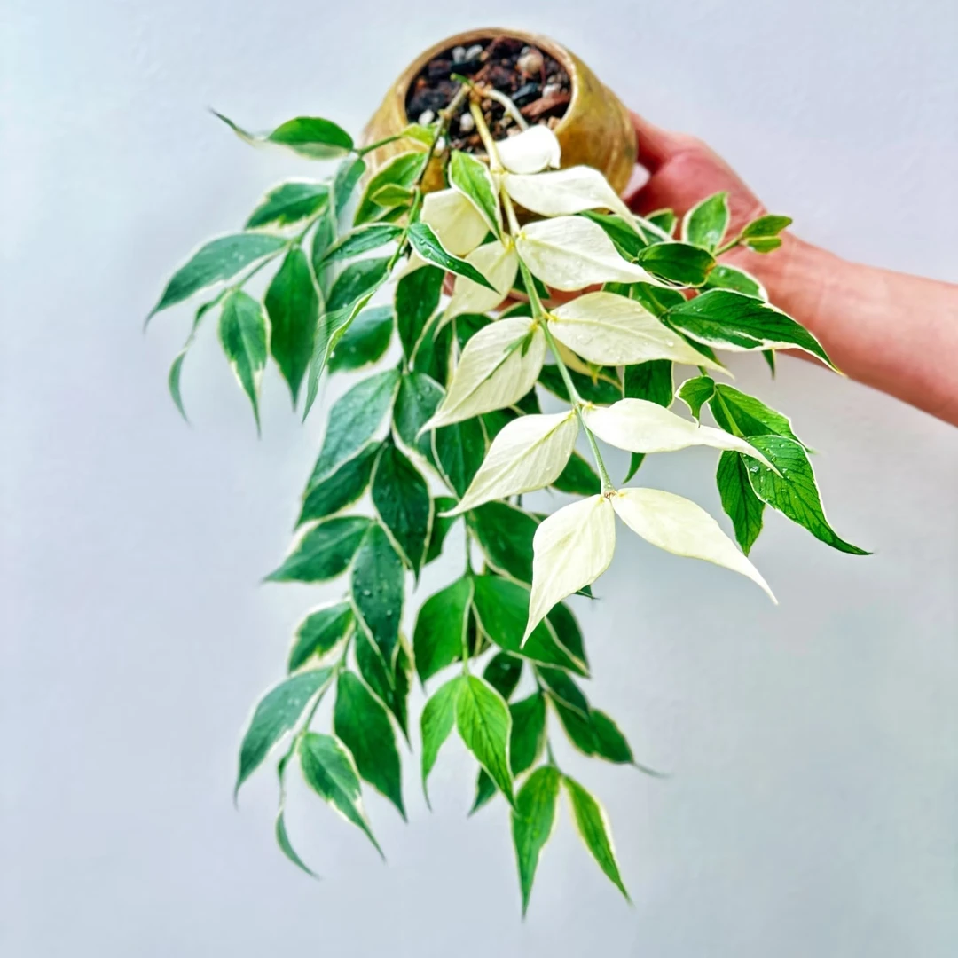 【鱼尾外锦球兰】勤花阳台办公室可选基地生长球兰容易开花