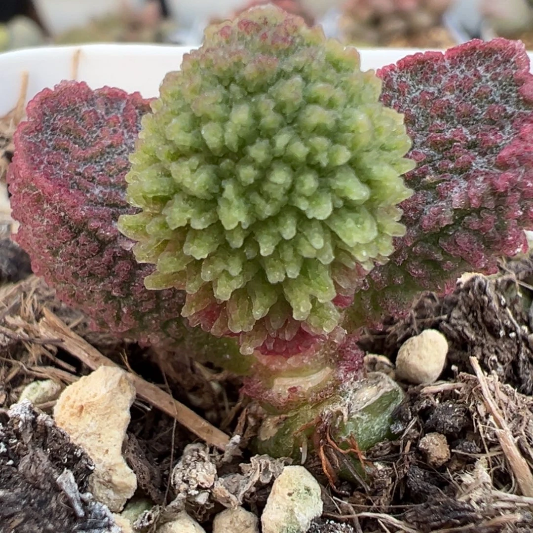 实生新品尢刺纹实生新品多肉植物
