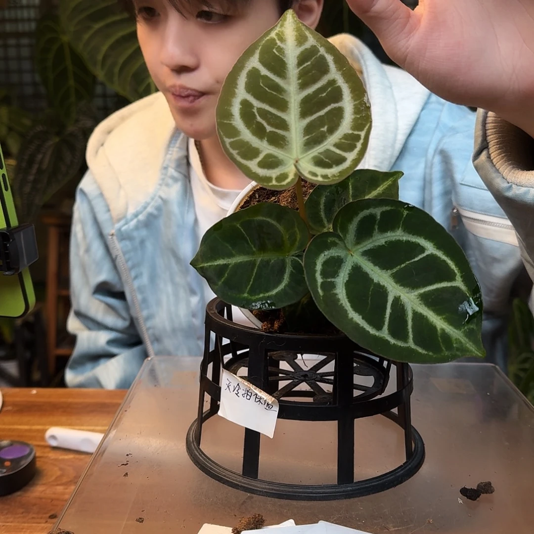 不开花植物K85哪吒杂铜锣烧