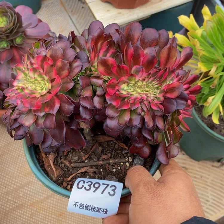 【闪购商品】我**我3973美肌多肉