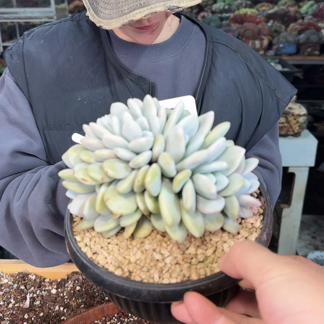 167号粉兔缀98        肉