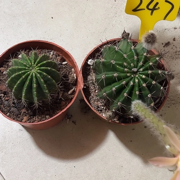 雪***儿2颗彩草 脱土发货