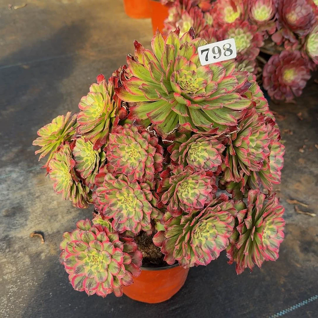 00000798奥黛丽多肉植物