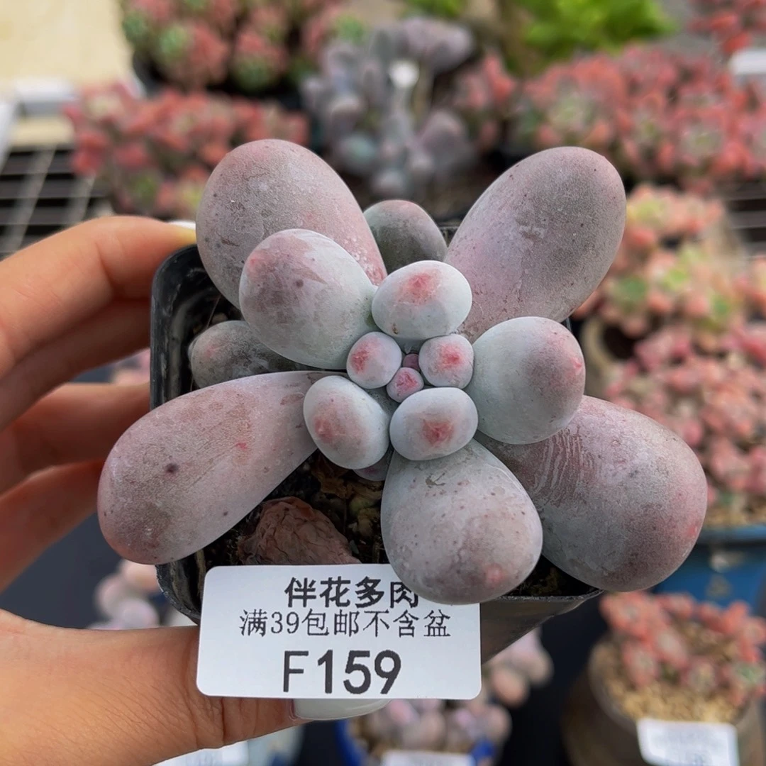 159-米可奶酪多肉6cm