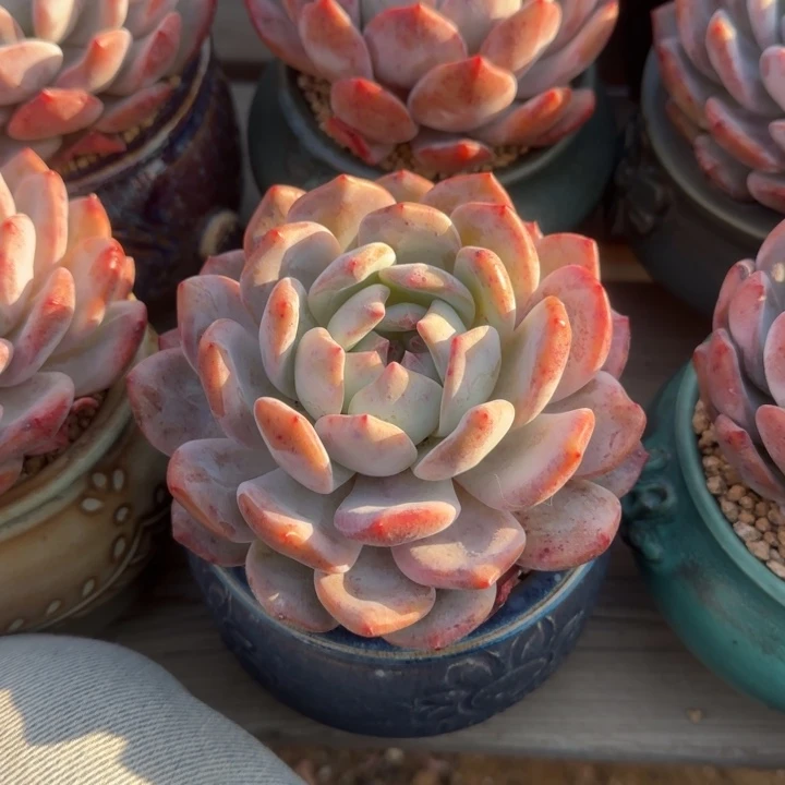 橙梦露单头五十包邮老桩